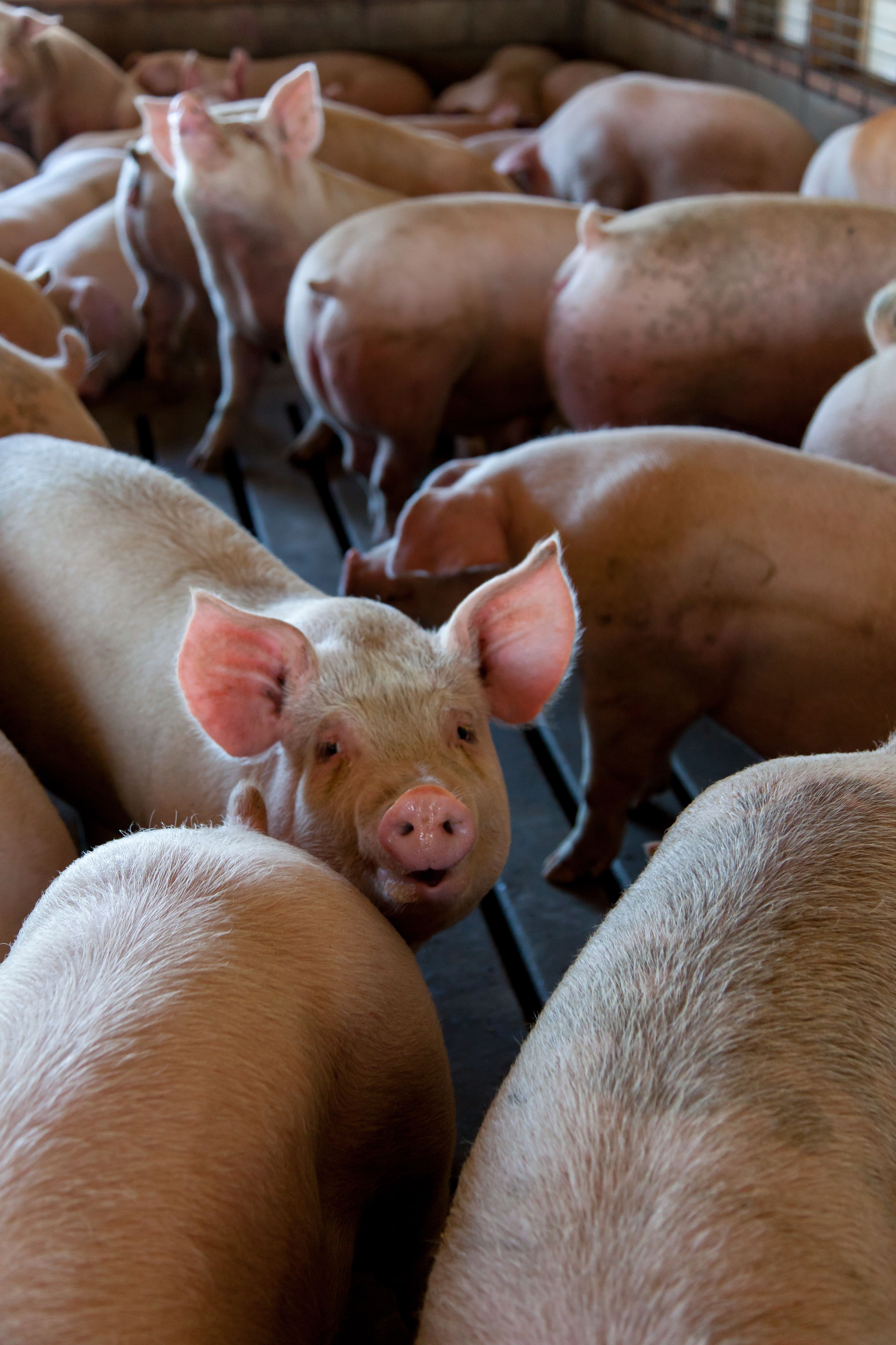 Swine Production