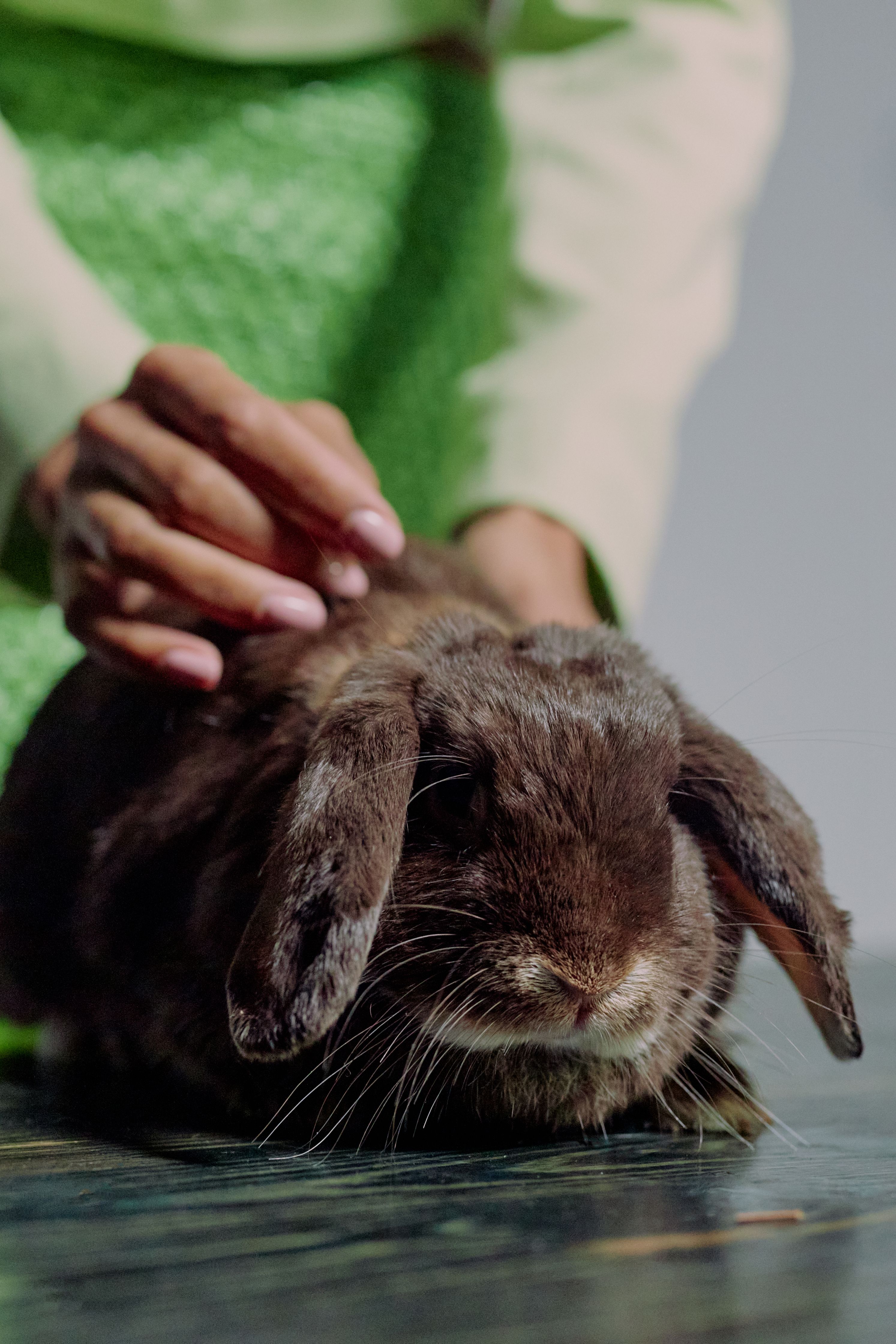 Companion Animals