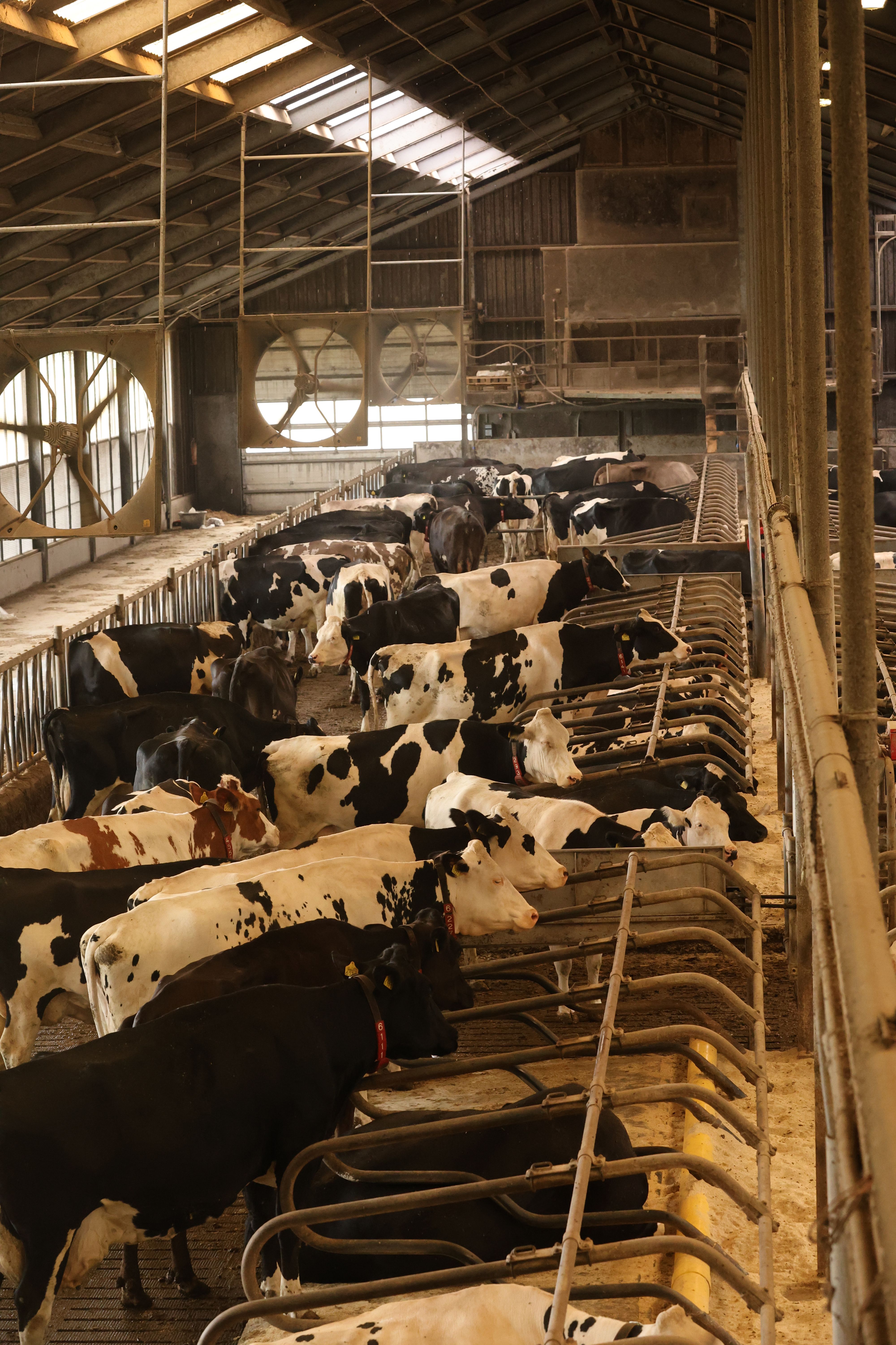 Dairy & Beef Cattle
