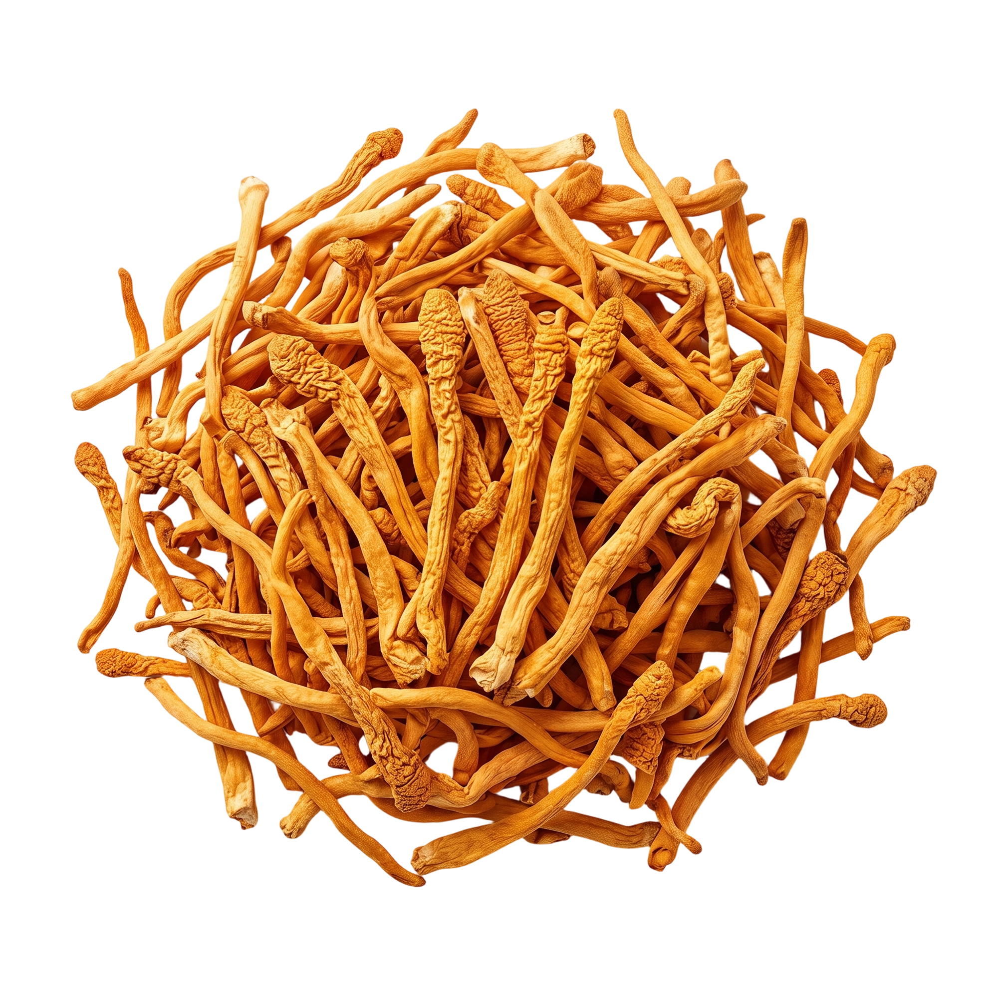 Dried Fruiting Body of Wheat-cultured Cordyceps Militaris