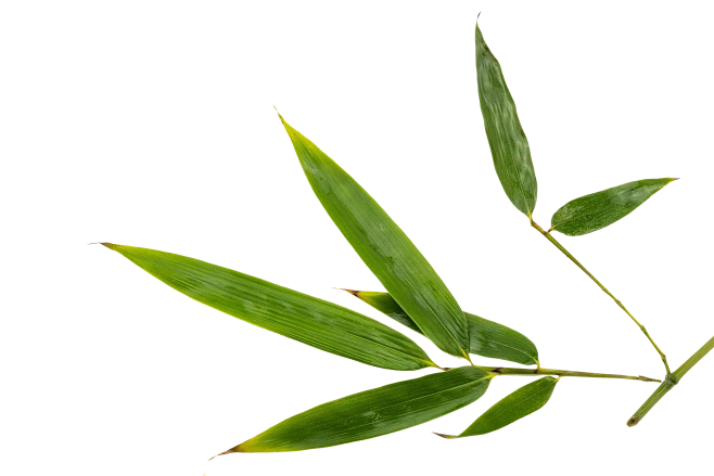 bamboo leaf decoration