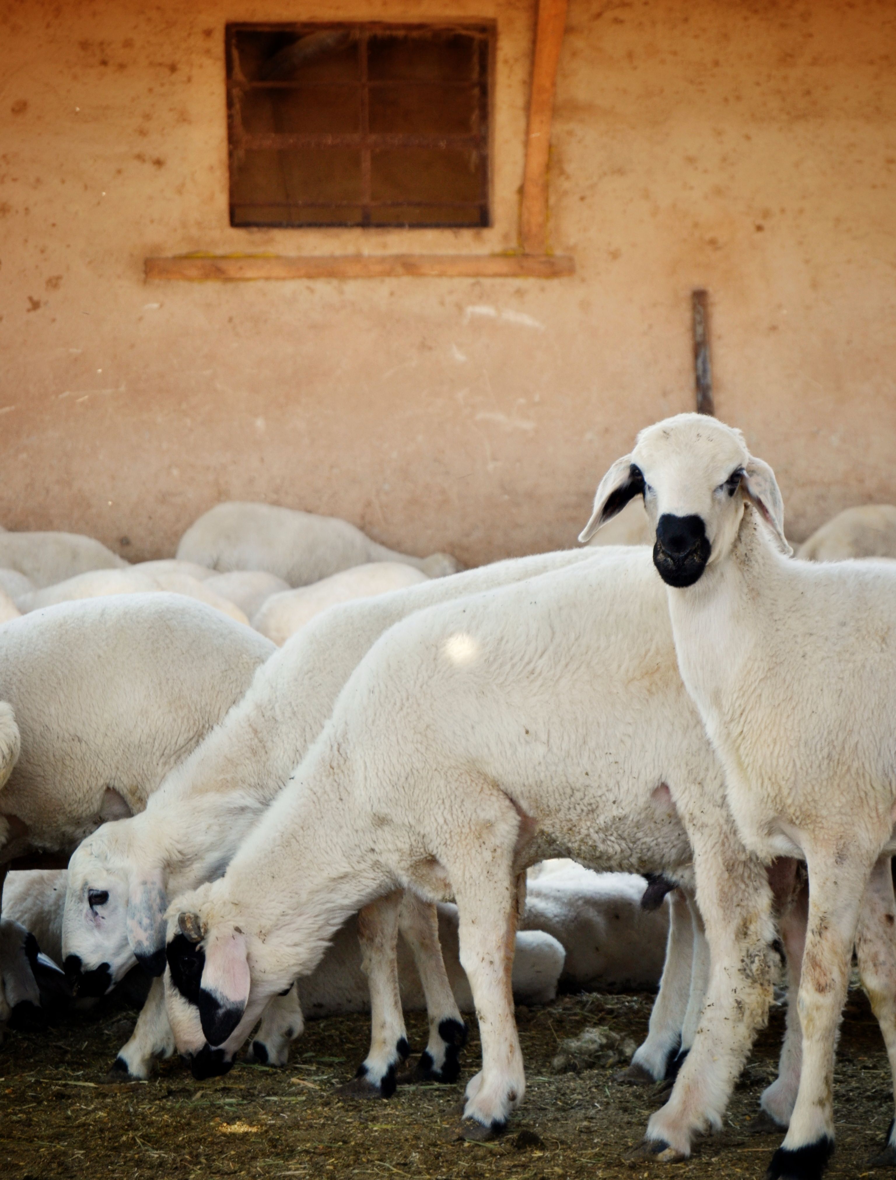 Sheep Farming