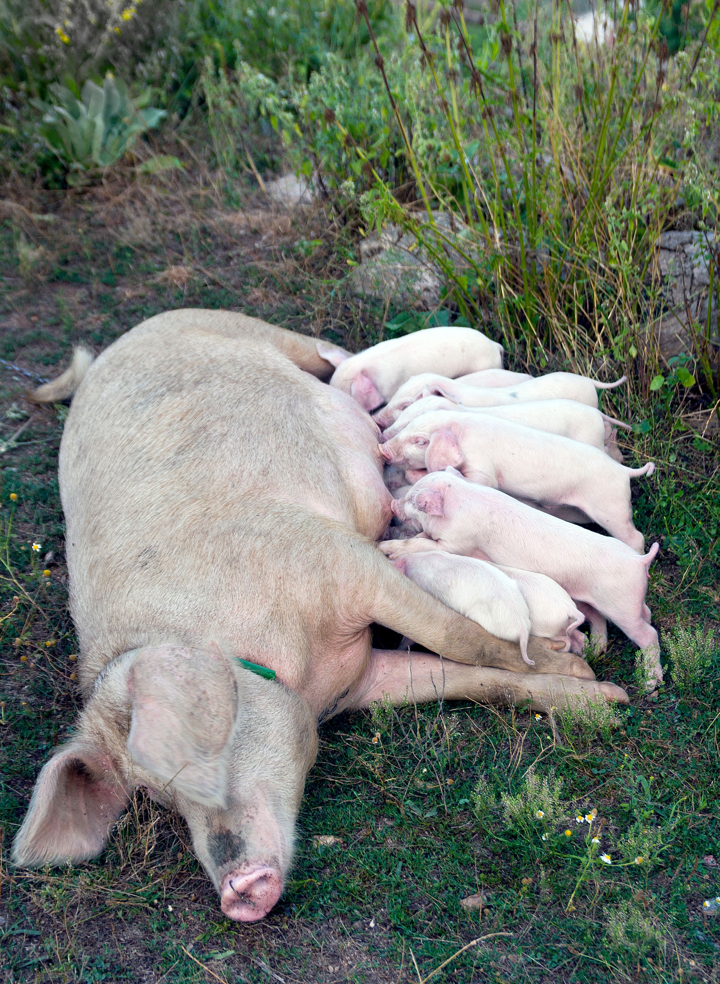 Genetic Breeding Programs