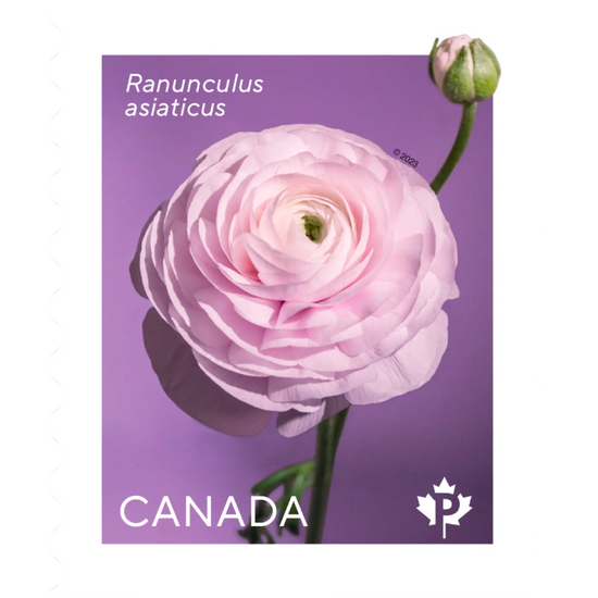 Ranunculus: Permanent™ domestic rate stamps - coil of 50