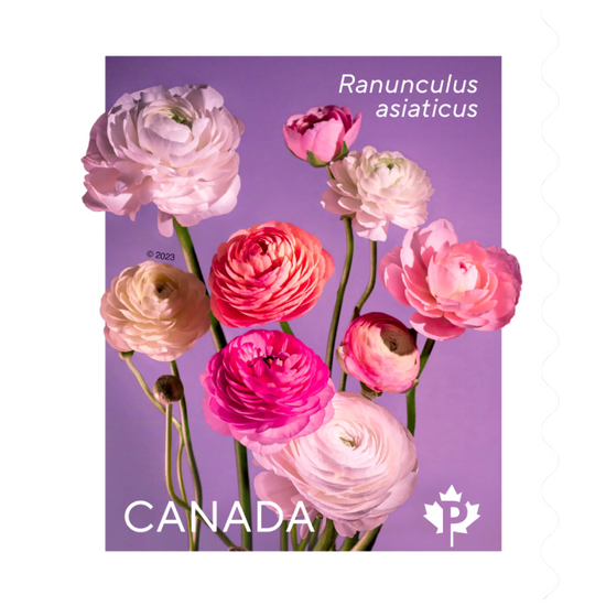 Ranunculus: Permanent™ domestic rate stamps - coil of 50