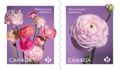 Ranunculus: Permanent™ domestic rate stamps - coil of 50