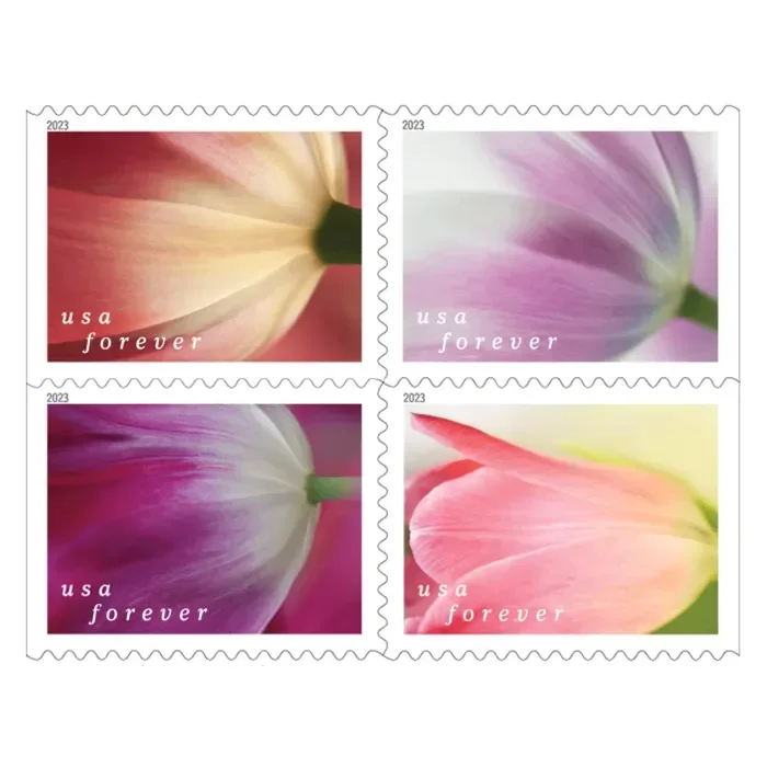 2023 Tulip Blossoms