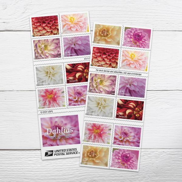 Picturesque Dahlias Beautifully Bloom on New Stamps