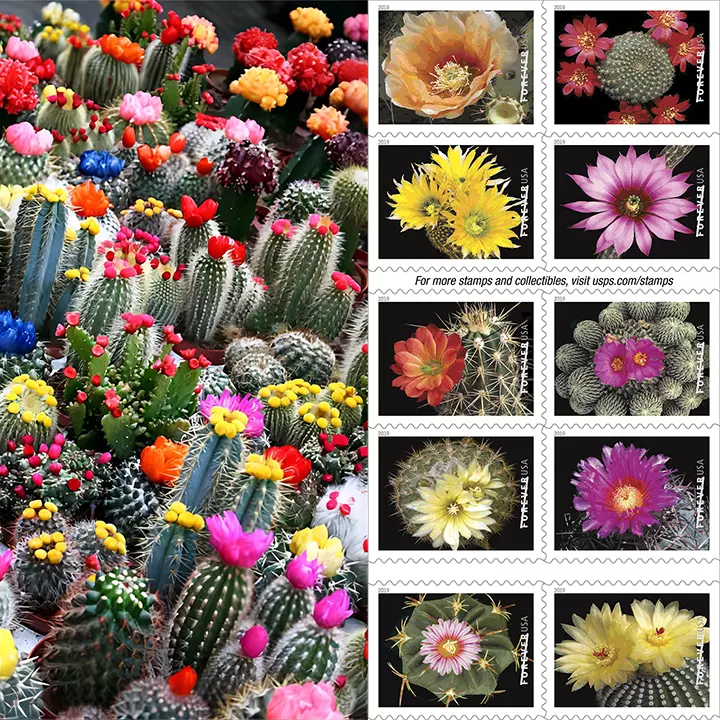 2019 Cactus Flowers Forever Stamps