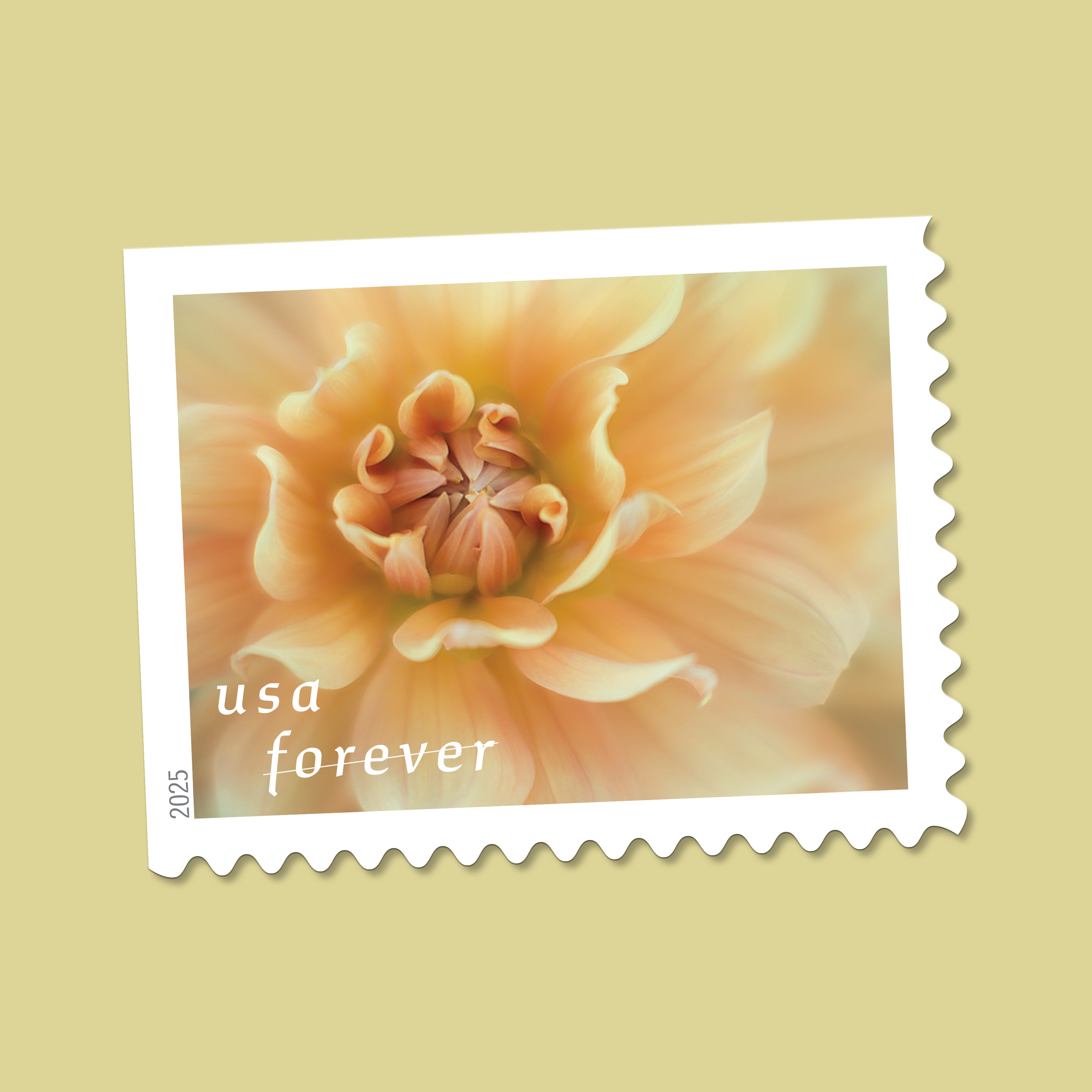 2025 Forever Stamps Dahlias Stamps