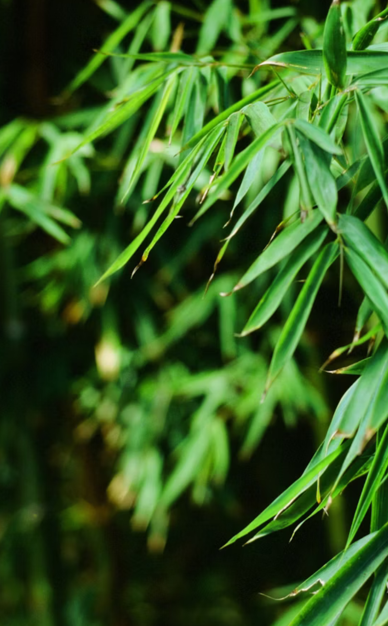 Green bamboo leaves symbolizing nature and sustainability