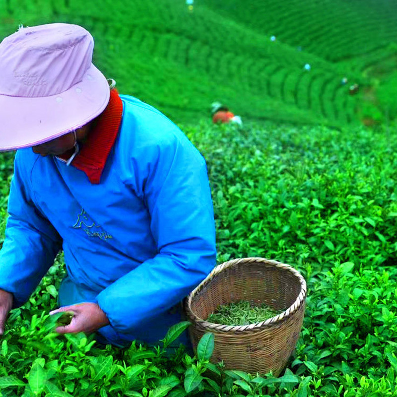Xinyang Maojian green Tea is 1200 meters above sea level - Tea-X