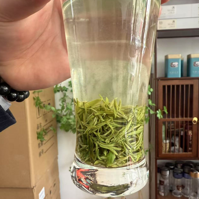 Xinyang Maojian green Tea is 1200 meters above sea level - Tea-X