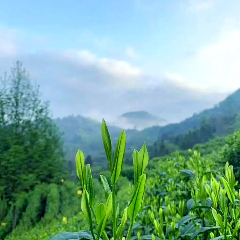 Tai Ping Hou Kui Green Tea - Premium Chinese 