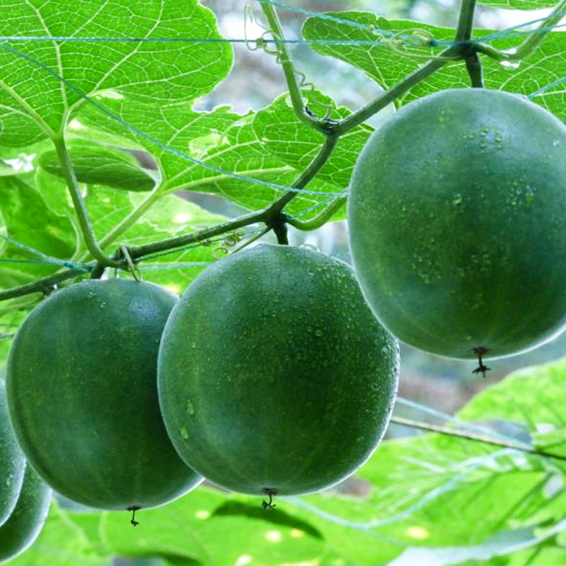 Monomeric Sweetener OEM/ODM