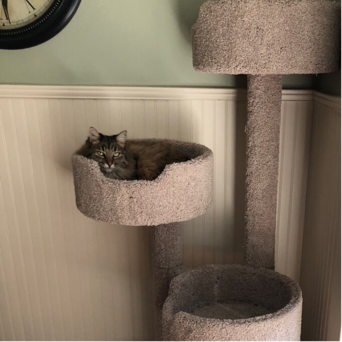 【Pet】64" New Stairway Cat Condo NKmarkets