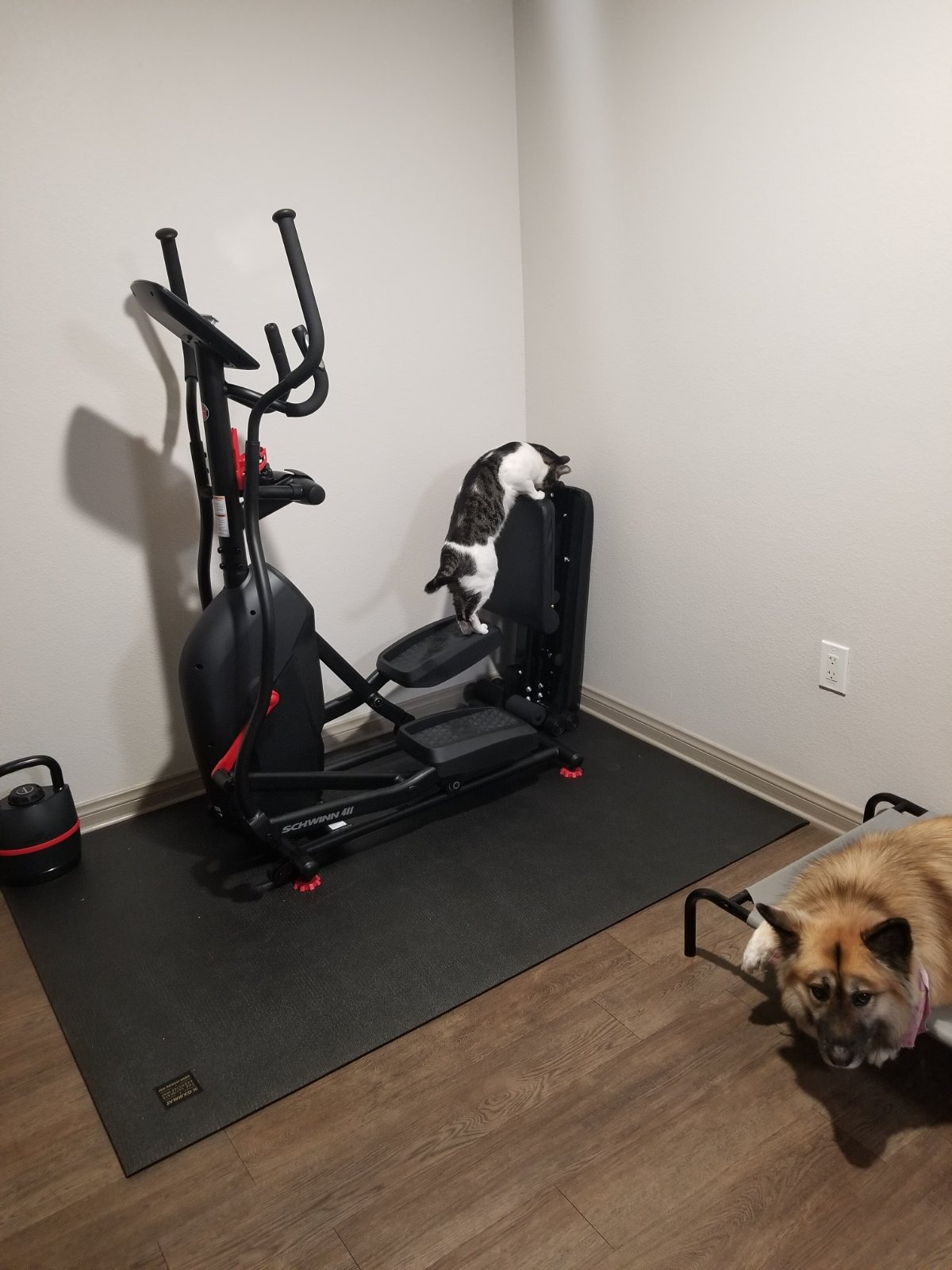 【Sports&Outdoors】SCHWINN Fitness 411 Compact Elliptical Machine Econ