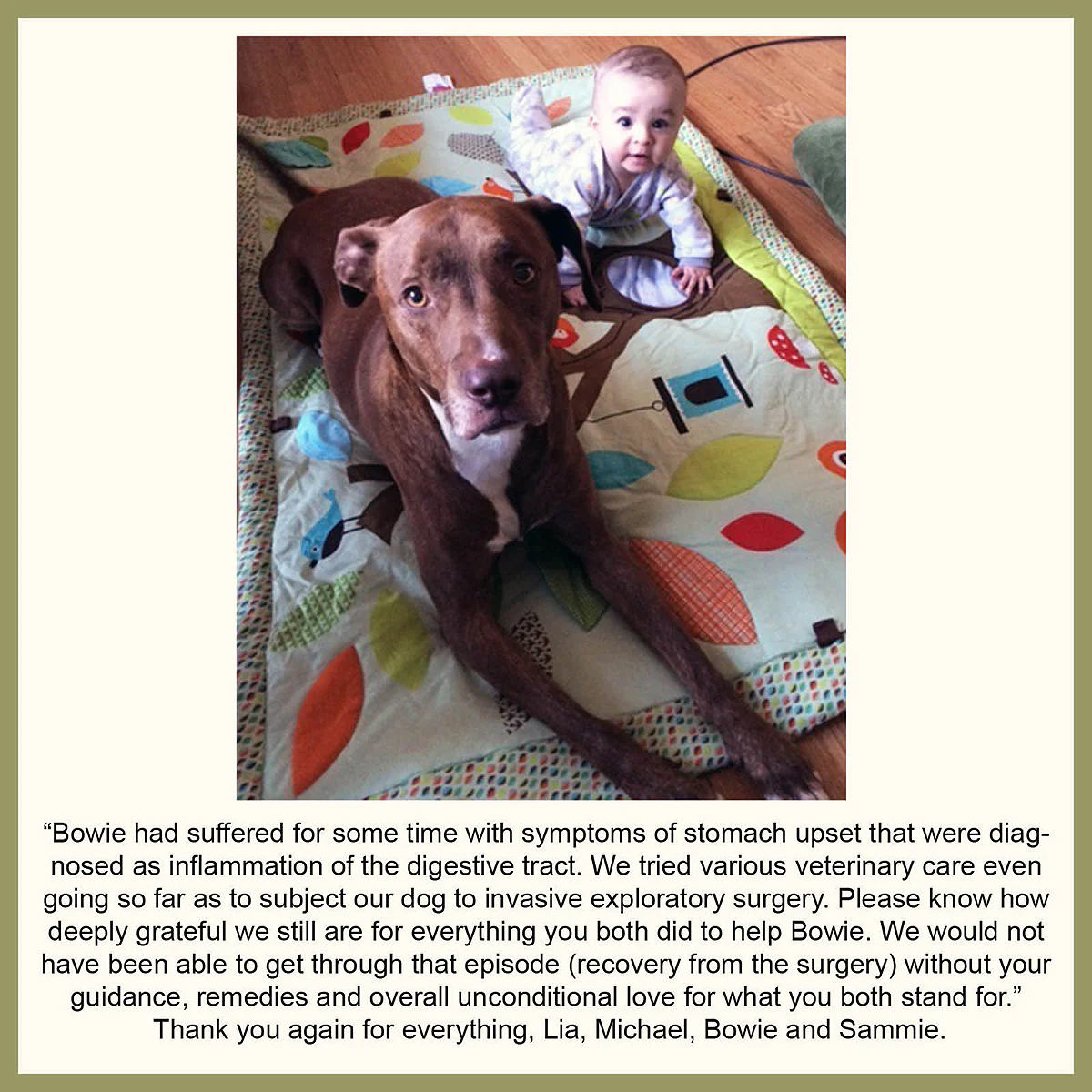 Stomach Soother Upset Stomach Remedy for Dogs and Cats Best Store