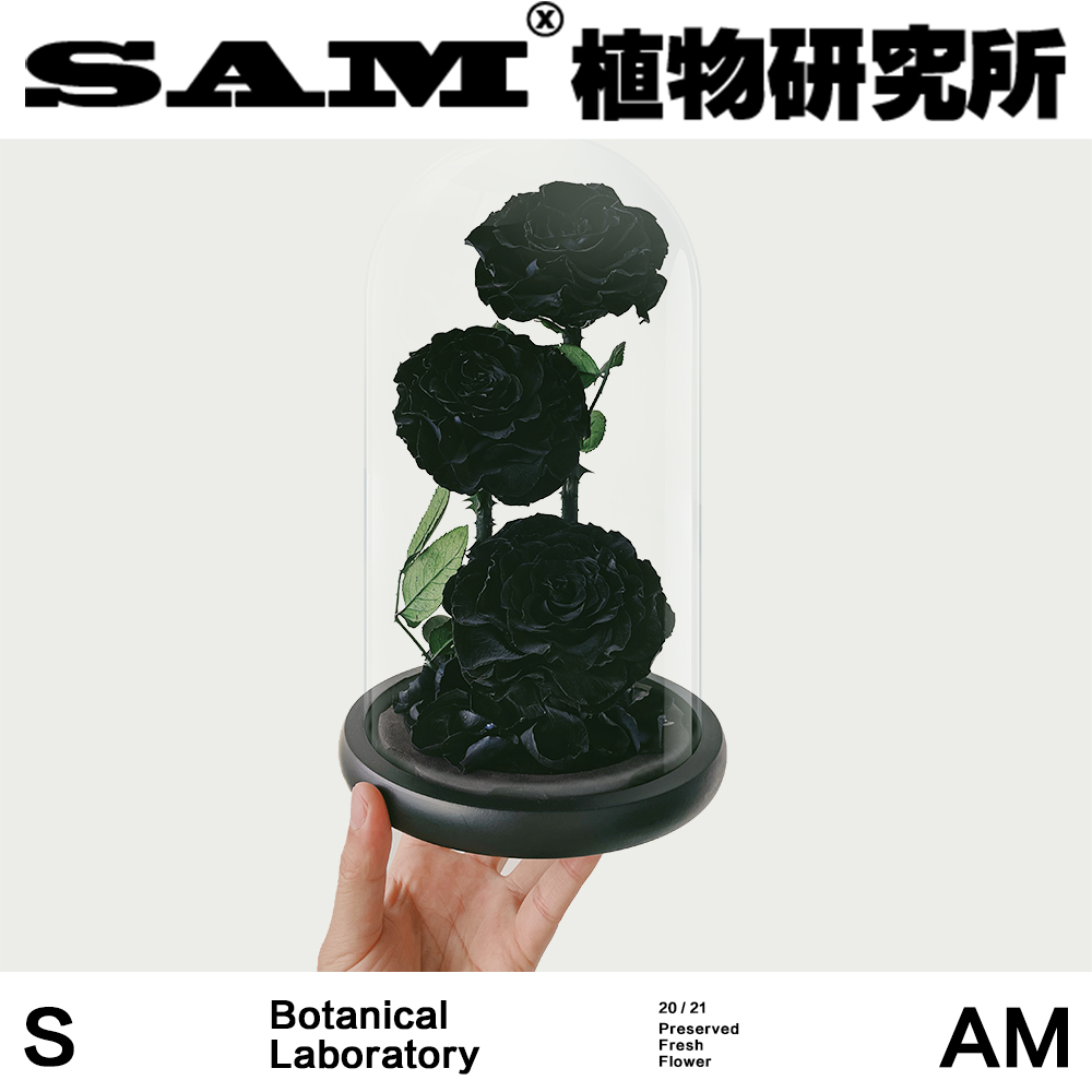 SAM植物研究所/三頭永生黑玫瑰/永生花/情人節禮物
